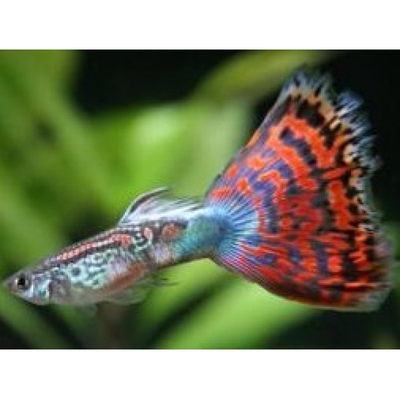 画像1: 国産　オールドファッションモザイク　グッピー　熱帯魚　１ペア