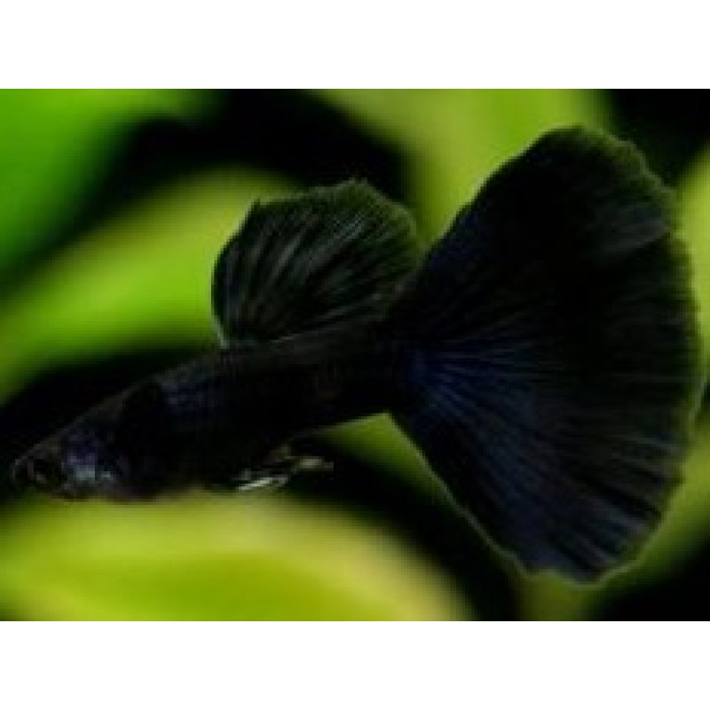 画像1: 国産　フルブラック　グッピー　熱帯魚　３ペア
