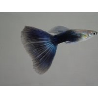 国産　ブラックネオンタキシード　グッピー　熱帯魚　１ペア
