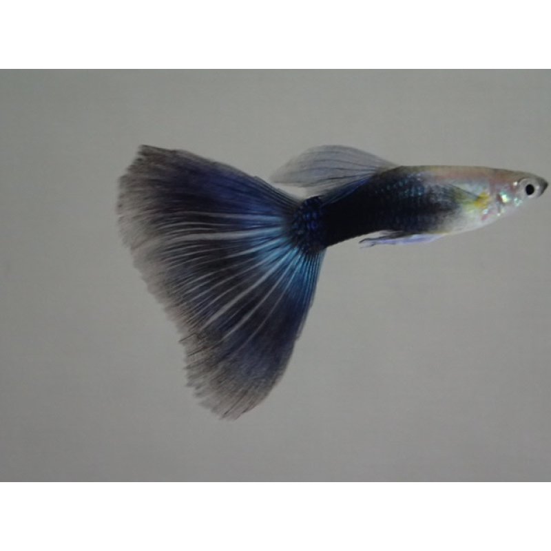 画像1: 国産　ブラックネオンタキシード　グッピー　熱帯魚　２ペア