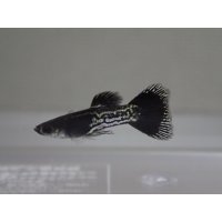 国産　ブラックメタルレース　グッピー　熱帯魚　１ペア