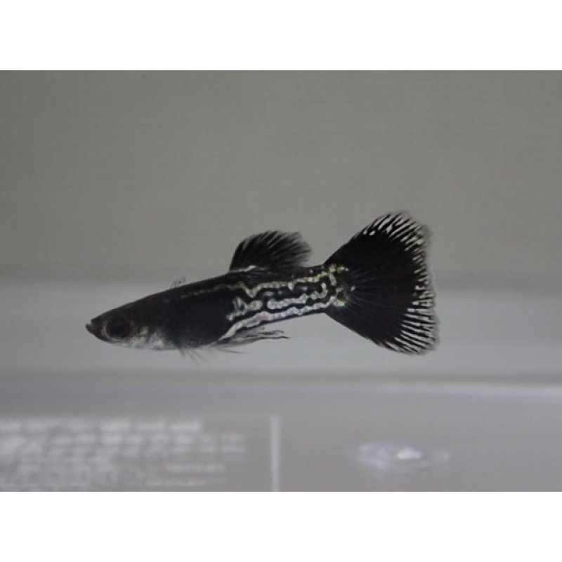 画像1: 国産　ブラックメタルレース　グッピー　熱帯魚　１ペア