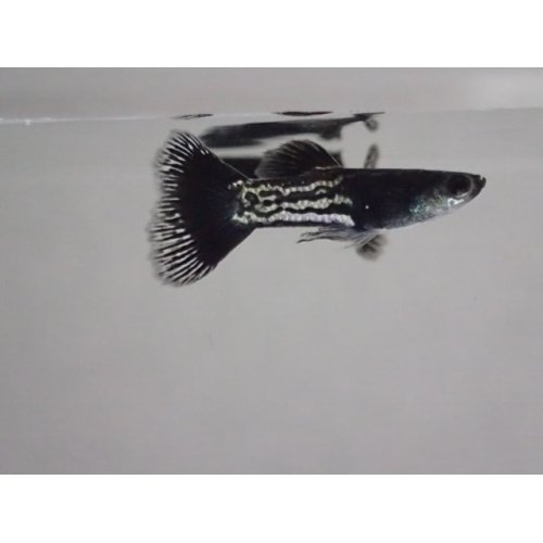 他の写真1: 国産　ブラックメタルレース　グッピー　熱帯魚　３ペア