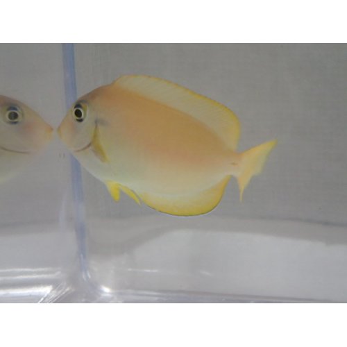 他の写真2: モンツキハギ 幼魚 黄色 ２匹セット ４から６ＣＭ