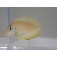 モンツキハギ 幼魚 黄色 ２匹セット ４から６ＣＭ
