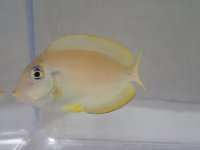 モンツキハギ 幼魚 黄色 ２匹セット ４から６ＣＭ