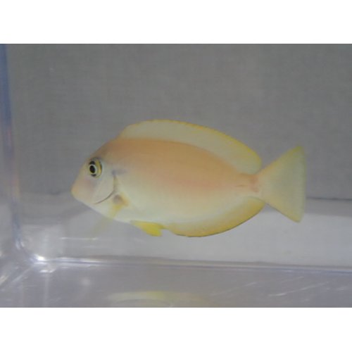 他の写真3: モンツキハギ 幼魚 黄色 ２匹セット ４から６ＣＭ