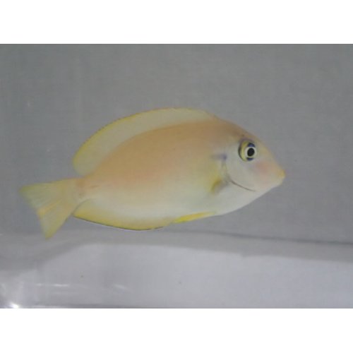 他の写真1: モンツキハギ 幼魚 黄色 ２匹セット ４から６ＣＭ