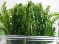 水草 有茎種 アナカリス（金魚藻）５束の鉛巻５個で合計２５本