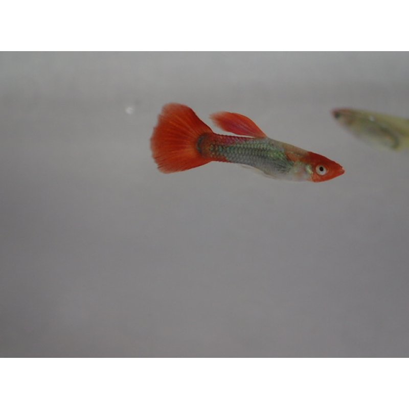 画像1: 国産　丹頂タキシード　グッピー　熱帯魚　３ペア