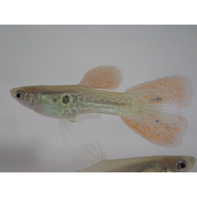 画像1: 国産　オレンジレースコブラ　グッピー　熱帯魚　２ペア