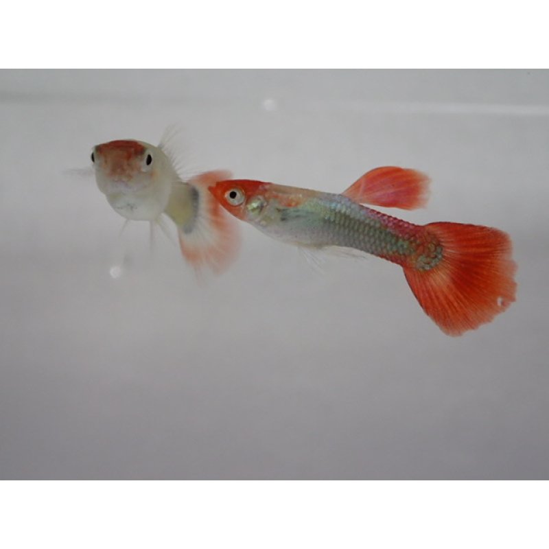 画像1: 国産　丹頂タキシード　グッピー　熱帯魚　１ペア