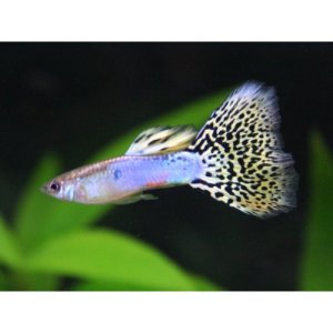 画像: 国産　イエローグラス　グッピー　熱帯魚　２ペア