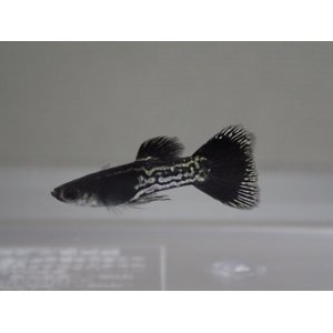 画像: 国産　ブラックメタルレース　グッピー　熱帯魚　２ペア