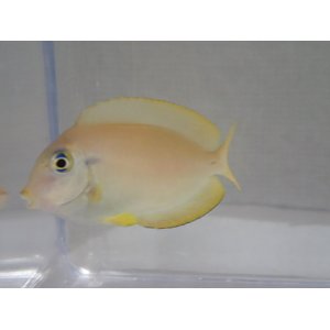 画像: モンツキハギ 幼魚 黄色 ２匹セット ４から６ＣＭ
