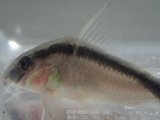 画像: CORY．アルクアータス ５匹セット ２から３ＣＭ Mサイズ