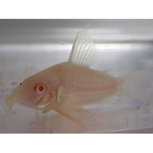 画像: CORY．アルビノステルバイ ５匹セット ２から３ＣＭ MS/Mサイズ