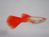 画像: 国産　RREAプラチナレッドテール　グッピー　熱帯魚　１ペア