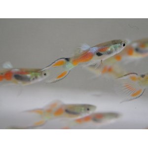 画像: 国産　エンドラーズ ライブベアラー　グッピー　熱帯魚　１０匹　雄オス