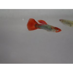 画像: 国産　丹頂タキシード　グッピー　熱帯魚　３ペア