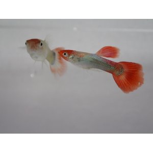 画像: 国産　丹頂タキシード　グッピー　熱帯魚　１ペア