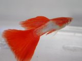 画像: 国産　ＲＲＥＡジャパンブルーレッドテール　グッピー　熱帯魚　１ペア