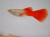 画像: 国産　RREAプラチナレッドテール　グッピー　熱帯魚　３ペア