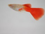 画像: 国産　RREAプラチナレッドテール　グッピー　熱帯魚　２ペア