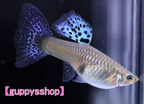 画像: 国産　ブルーグラス　パープル系　グッピー　熱帯魚　１ペア