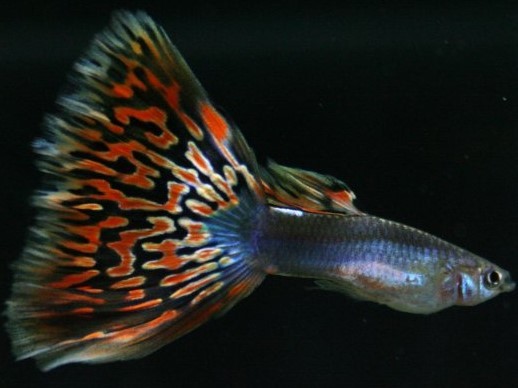 画像1: 国産　プラチナモザイク　グッピー　熱帯魚　２ペア (1)