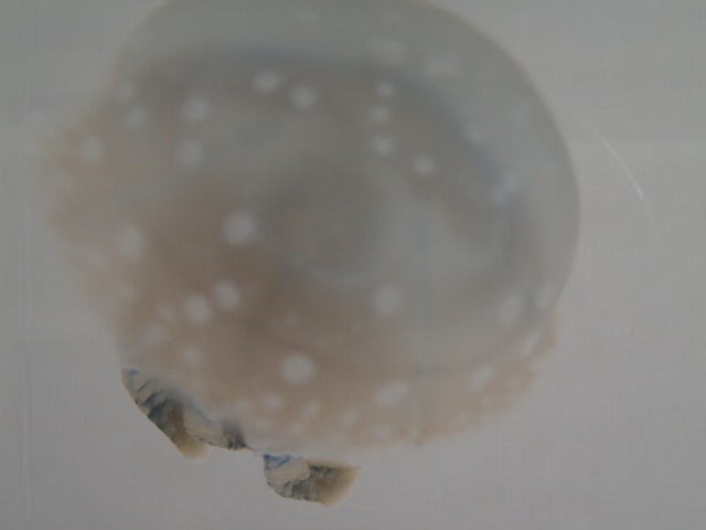 画像: タコクラゲ 水玉模様 ２匹セット Sサイズ ６から８ＣＭ