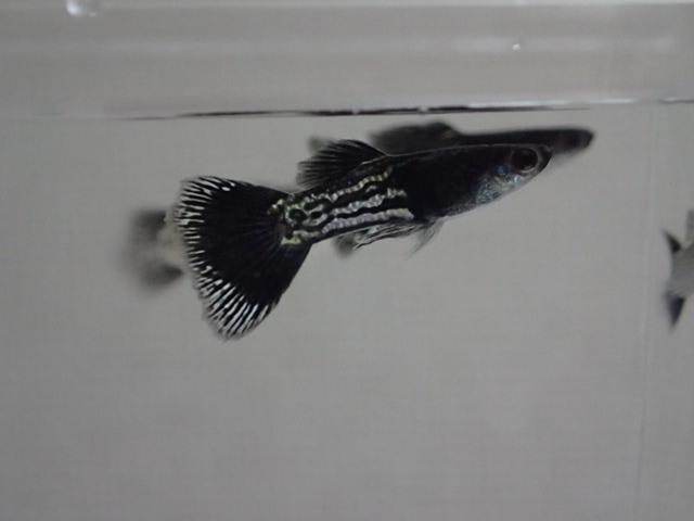 画像: 国産　ブラックメタルレース　グッピー　熱帯魚　１ペア