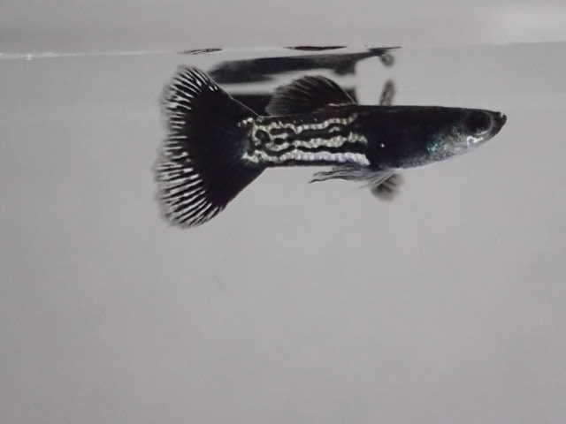 画像: 国産　ブラックメタルレース　グッピー　熱帯魚　３ペア