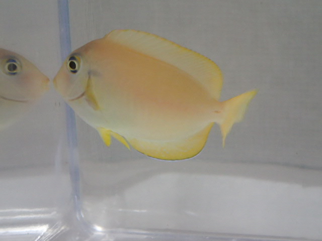 画像: モンツキハギ 幼魚 黄色 ２匹セット ４から６ＣＭ