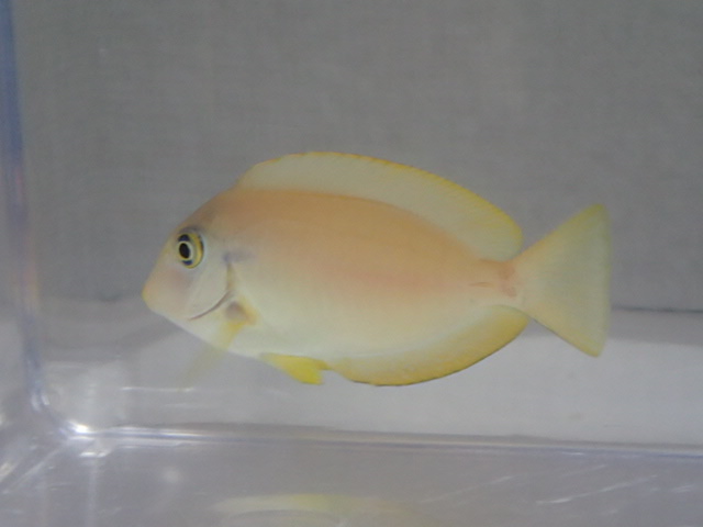 画像: モンツキハギ 幼魚 黄色 ２匹セット ４から６ＣＭ