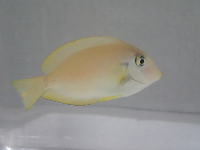 画像: モンツキハギ 幼魚 黄色 ２匹セット ４から６ＣＭ