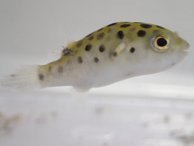 画像1: ミドリフグ １匹 ２から３CM SMサイズ 汽水魚 (1)