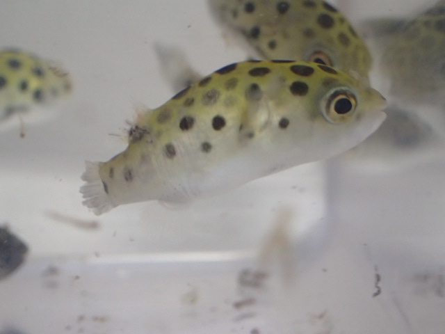 画像: ミドリフグ １０匹セット ２から３CM SMサイズ 汽水魚