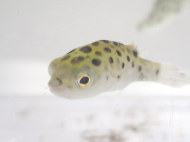 画像: ミドリフグ １匹 ２から３CM SMサイズ 汽水魚