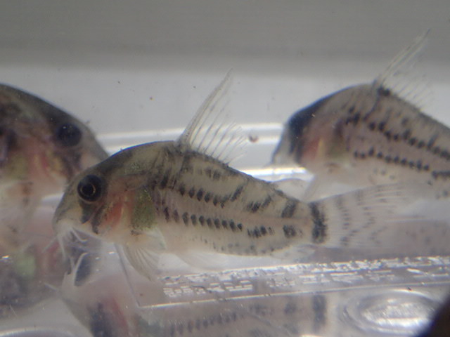 画像: CORY．シュワルツィ ５匹セット １から３ＣＭ