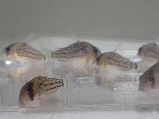 画像: CORY．シュワルツィ ５匹セット １から３ＣＭ