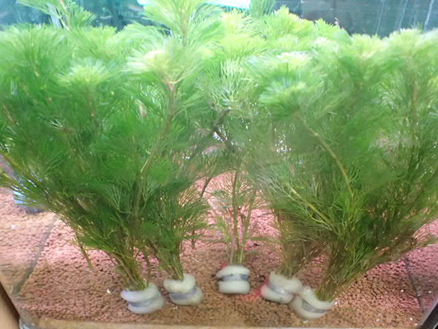 画像: 水草 有茎種 カボンバ（金魚藻）５束の鉛巻５個で合計２５本