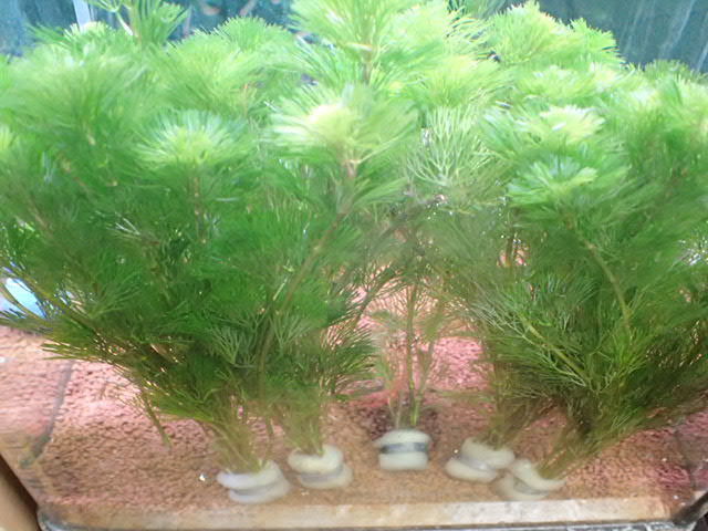 画像1: 水草 有茎種 カボンバ（金魚藻）５束の鉛巻５個で合計２５本 (1)
