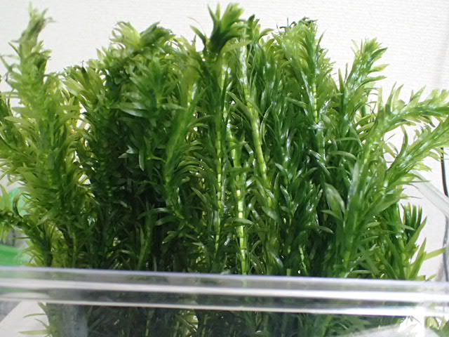 画像1: 水草 有茎種 アナカリス（金魚藻）５束の鉛巻５個で合計２５本 (1)