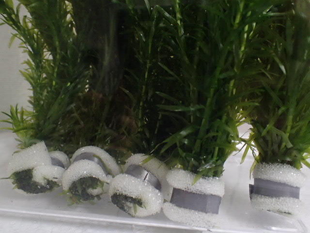 画像: 水草 有茎種 アナカリス（金魚藻）５束の鉛巻５個で合計２５本