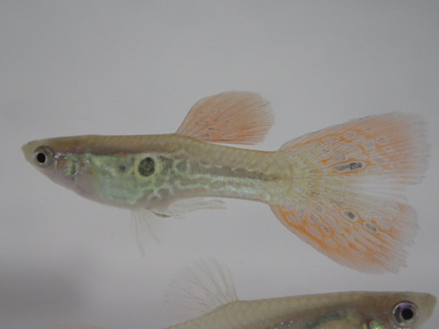 画像: 国産　オレンジレースコブラ　グッピー　熱帯魚　３ペア