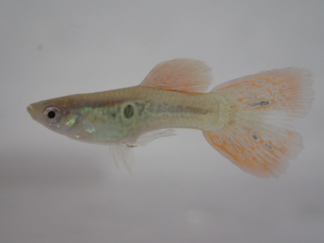 画像1: 国産　オレンジレースコブラ　グッピー　熱帯魚　１ペア (1)